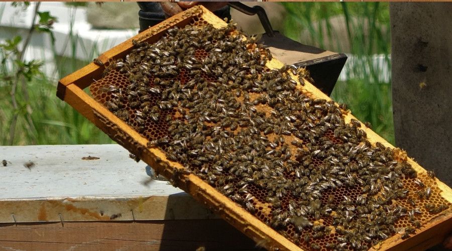 Gezici arıcılarda yüzde 50 rekolte kaybı