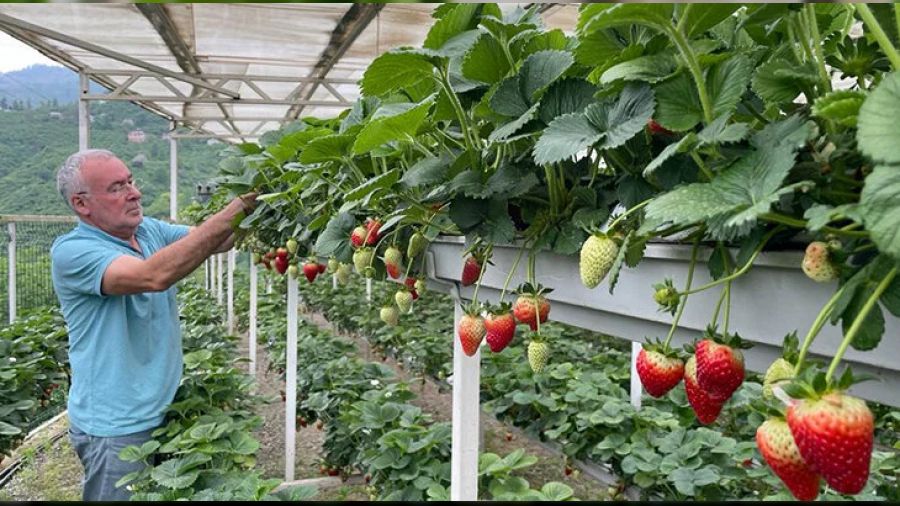 Giresun'da �ilek gelir kap�s� oldu