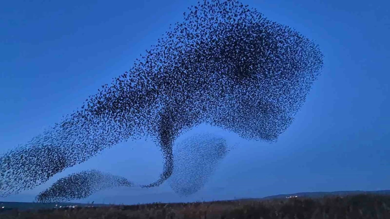 Gkyznde terapi etkisi: Srcklardan muhteem dans