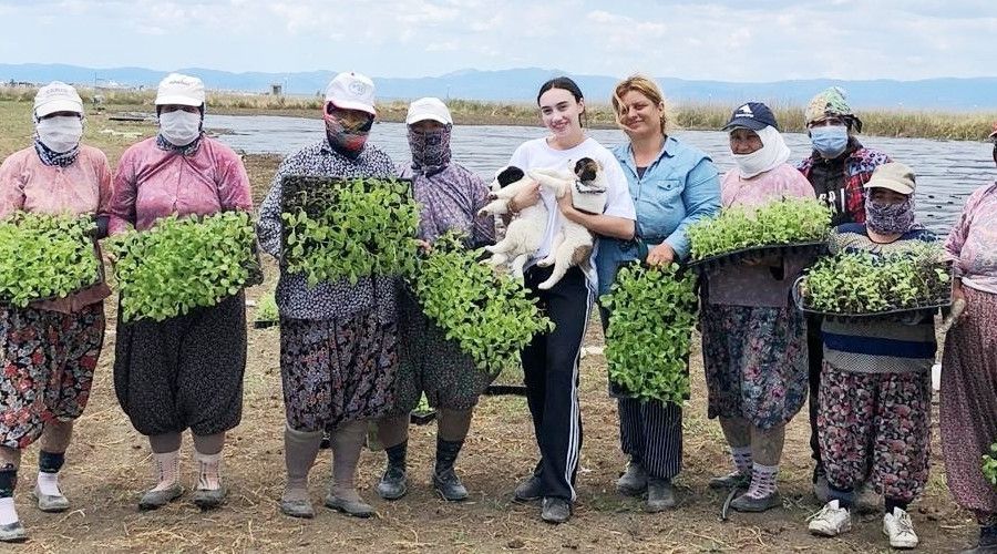 G�me�'te �eker otu dikimine ba�land�