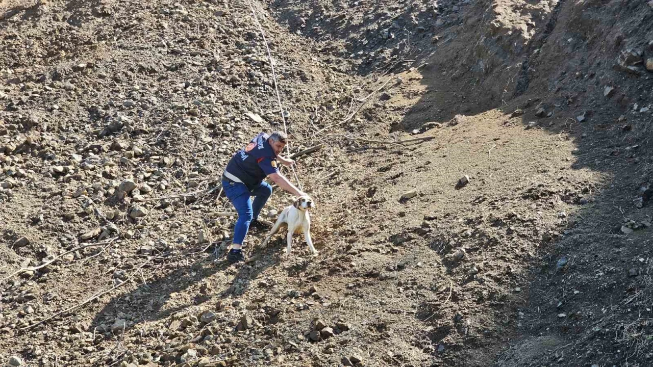 Görme engelli köpek kurtarıldı