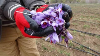 Gram 600 TL... Bir gram safran iin 150-180 iek gerekiyor