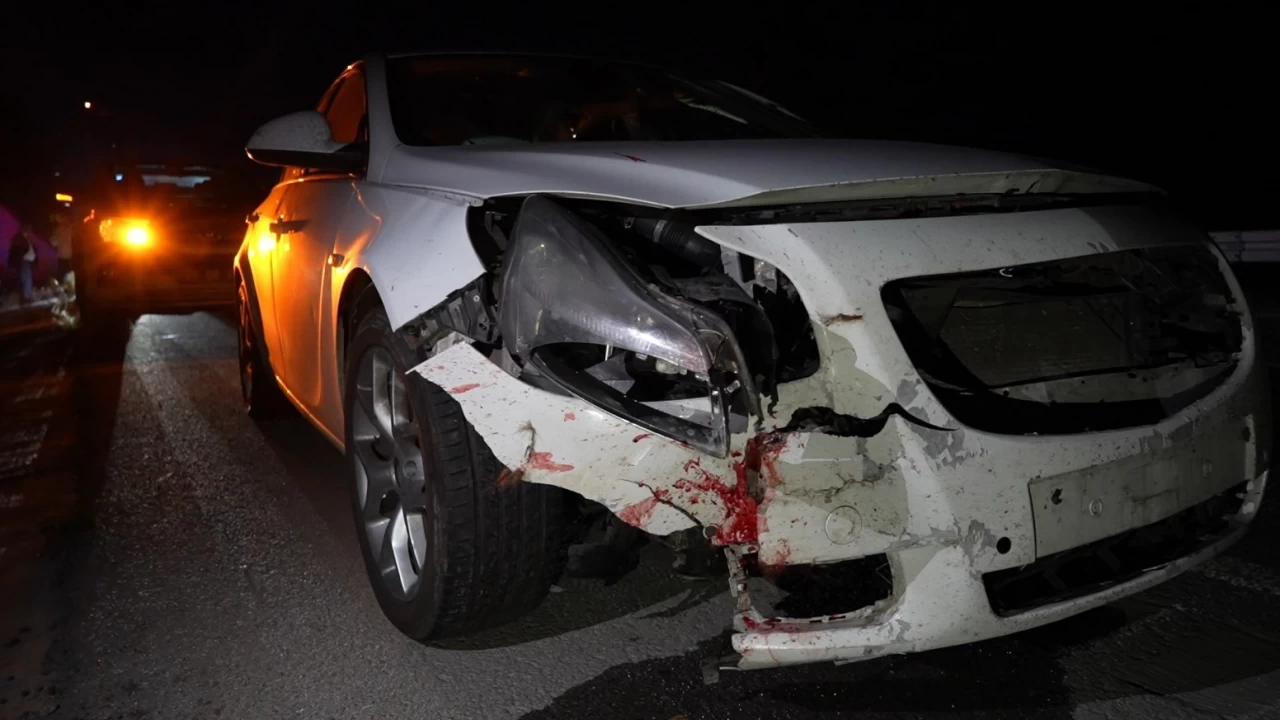 Gümüşhane'de otomobilin çarptığı ayı telef oldu