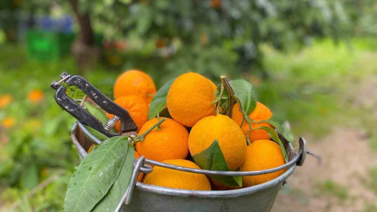 Havran Mandalinası'nda hasat vakti