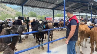 Hayvan pazar ap hastal nedeniyle kapatld