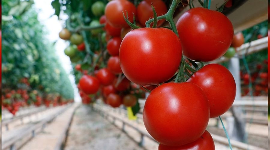 Hazır tohumlar verimi düşürüyor