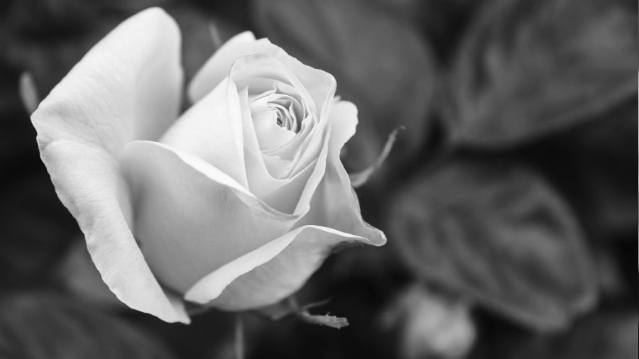 �mam Bak�r��n �zel ve sosyal hayat�