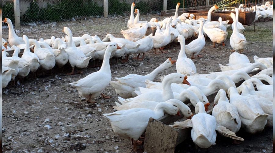 İnat etti başardı, tüm Türkiye'ye gönderiyor