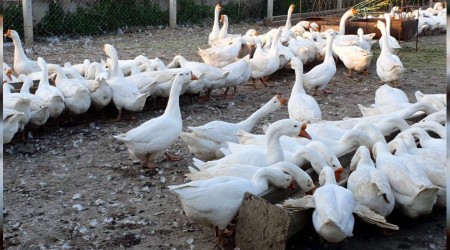 İnat etti başardı, tüm Türkiye'ye gönderiyor