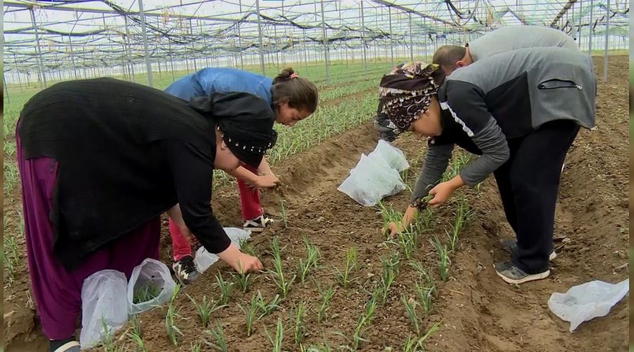 Isparta'da karanfilin üretim alanı yüzde 80 arttı