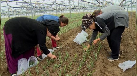 Isparta'da karanfilin üretim alanı yüzde 80 arttı