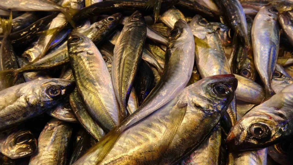 �stavrit hamsiyi taht�ndan etti