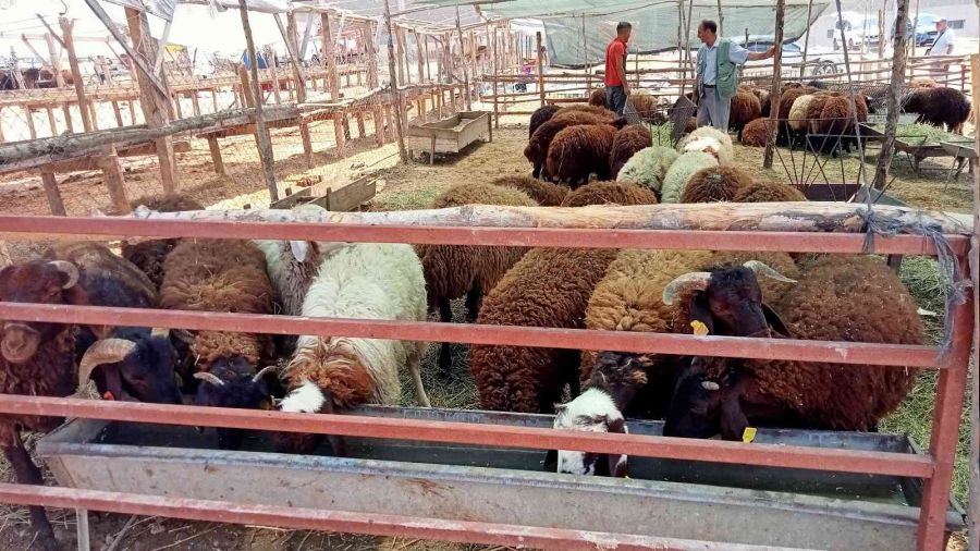 İzmir'de kurbanlık fiyatları düştü