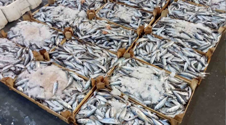 İzmirli balıkçılar sezondan umutlu