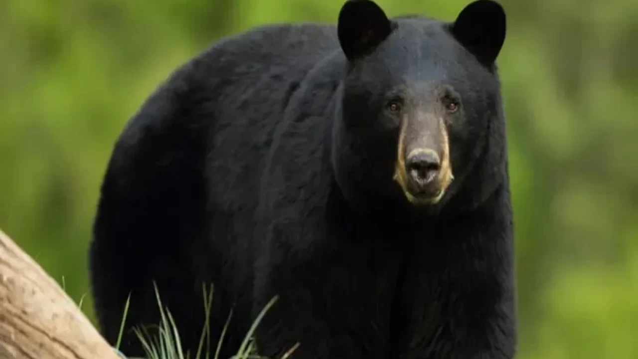 Japonya'da ayı saldırılarının sayısı 230'a ulaşarak rekor kırdı