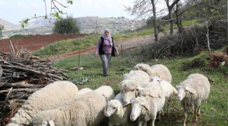 Kadın üreticilere küçükbaş hayvan ve yem desteği verilecek