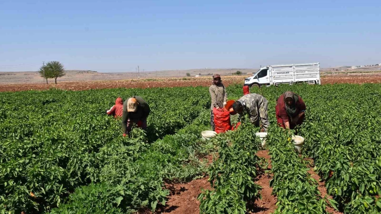 Kadınların 'acı' imtihanı