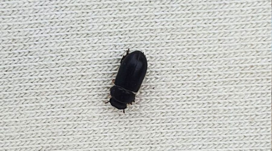Kahramanmaraş'ta siyah böcek ile mücadele devam ediyor