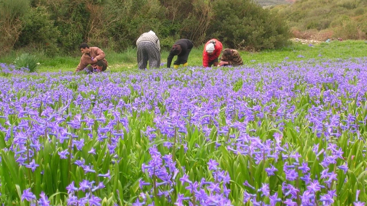 Karaburun�da tar�m: Bereketli topraklar ve kar��la��lan zorluklar