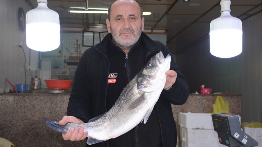 Karadeniz'de 4,5 kiloluk levrek avlandı
