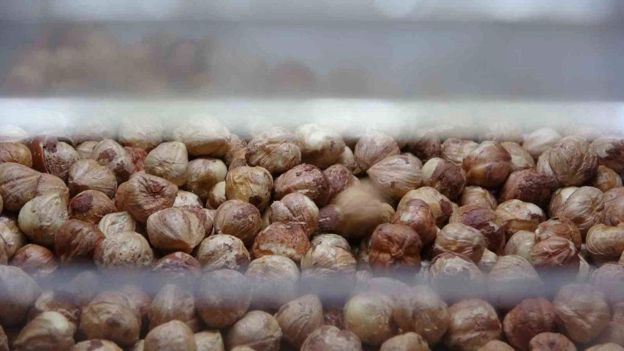 Karadeniz'de fndk hasad tamamland