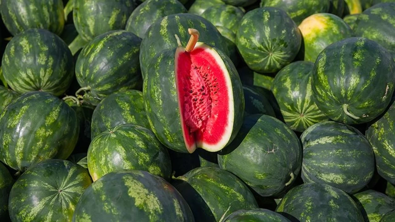 Karpuzu kesmenin de kuralı var!