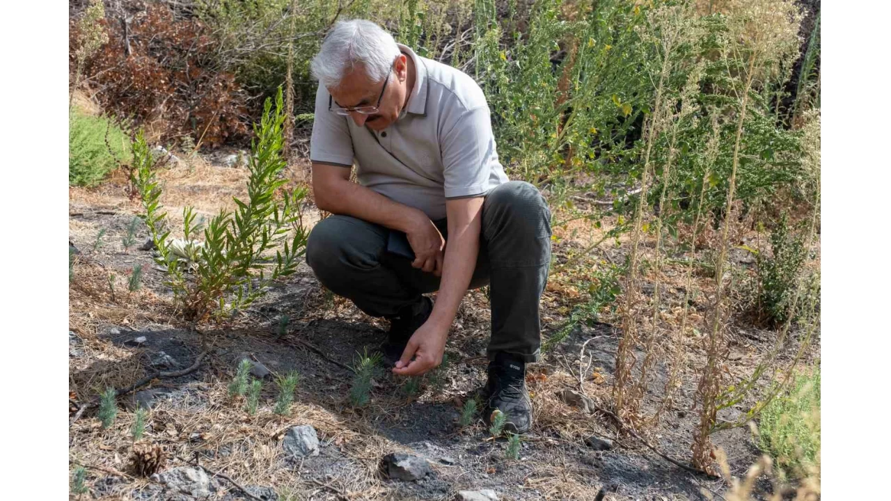 Kar��yaka Yamanlar'da yanan ormanlar ye�eriyor