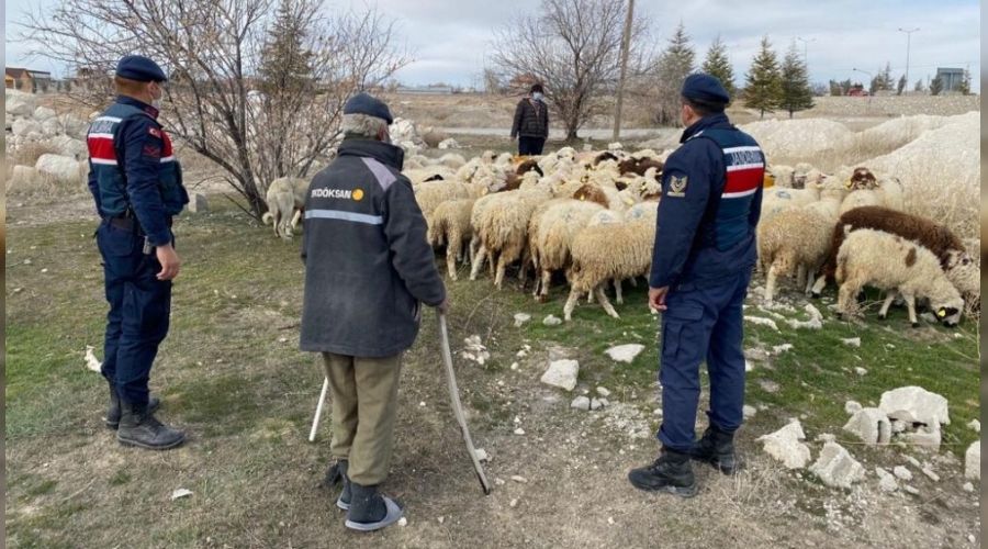 Kayıp koyunlar drone ile bulundu