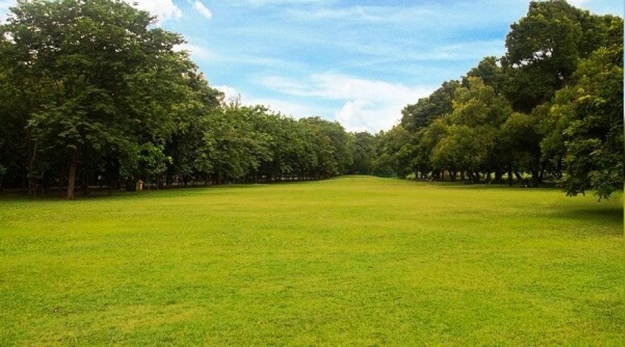 Kemalpa�a'da 11.124 m� zeytin ekili tarla icradan sat�l�kt�r
