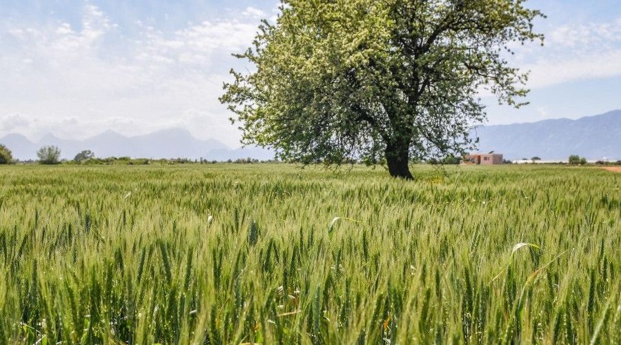 Kepez'de 540 dönüm araziye ekilen 11 ton buğday başak verdi