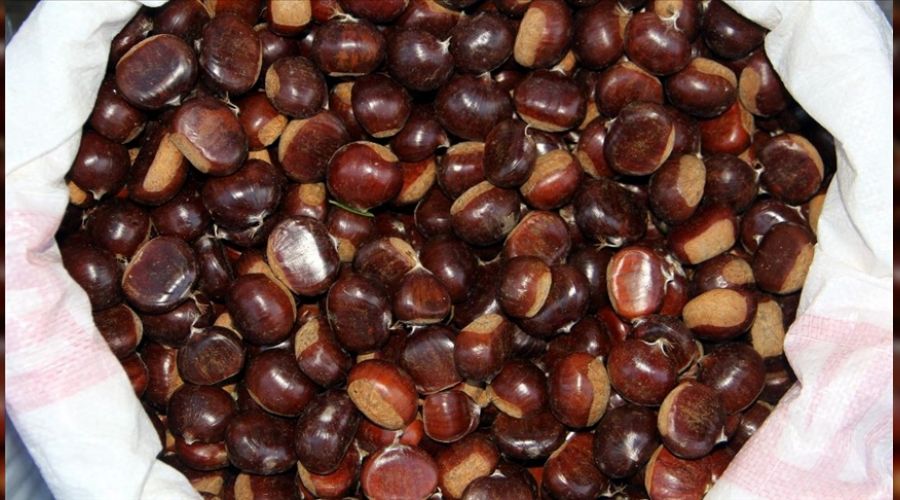 Kestaneyi de yabanc� yiyor!