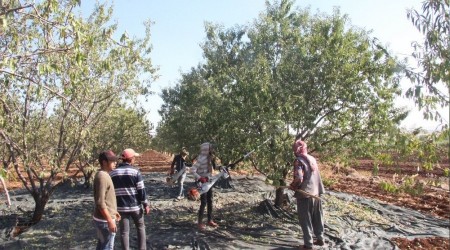 Kilis'te badem hasadı başladı