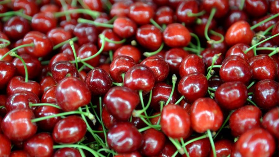 Kiraz ihracat 200 milyon dolar at
