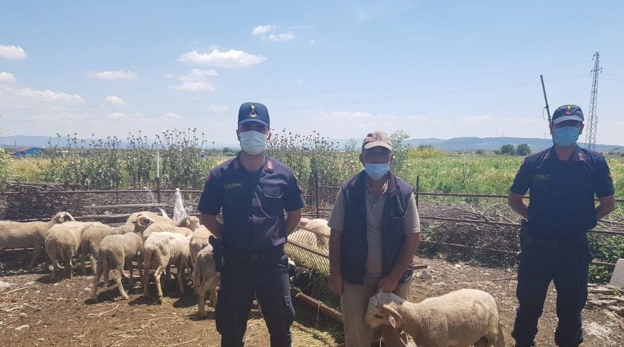 K�rka�a�'ta �al�nan k���kba� hayvanlar Soma'da bulundu