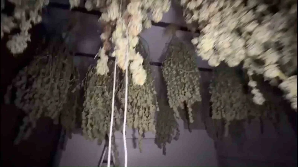 K�rklareli'nde 54 kilogram esrar ele ge�irildi: 1 tutuklama