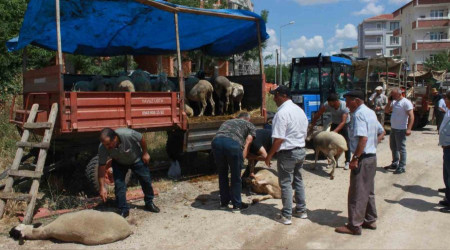 Kırklareli'nde kurbanlar alıcısını bekliyor