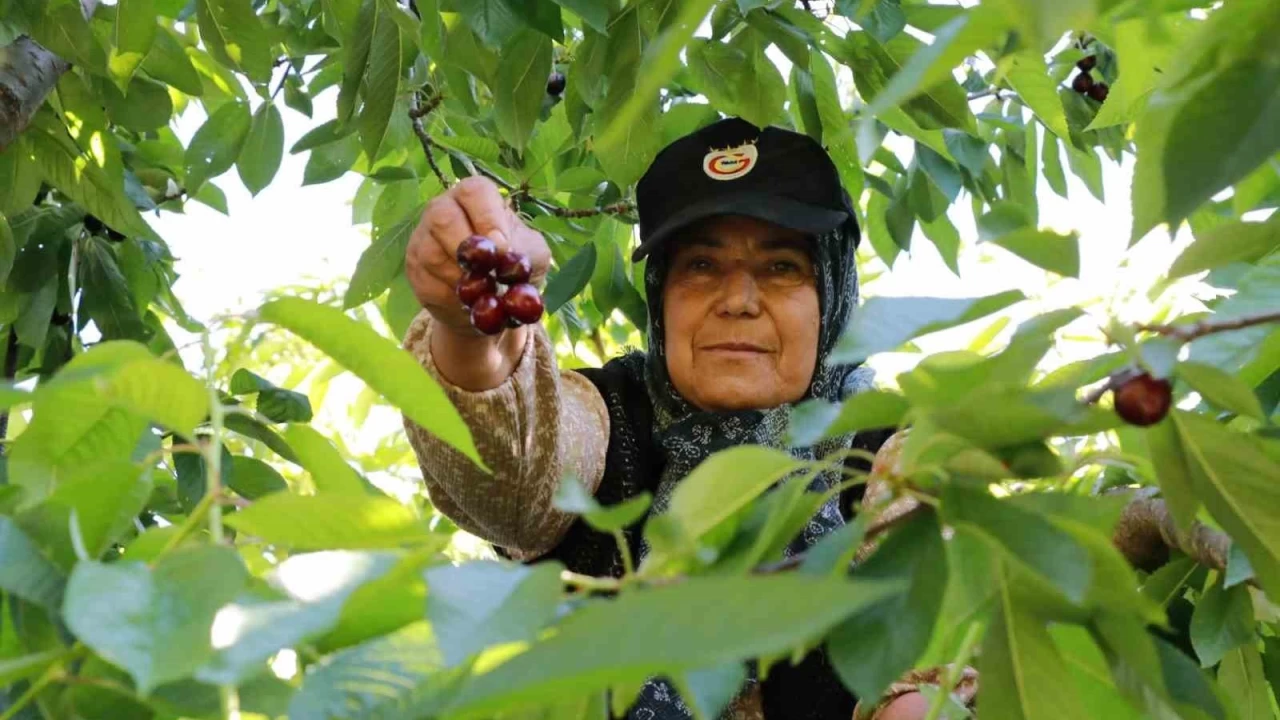 Konya'da Hadim kirazında hüzünlü hasat