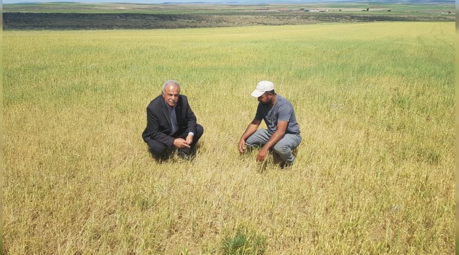 Kulu'da kurakl�ktan ekili alanlar kuruyor