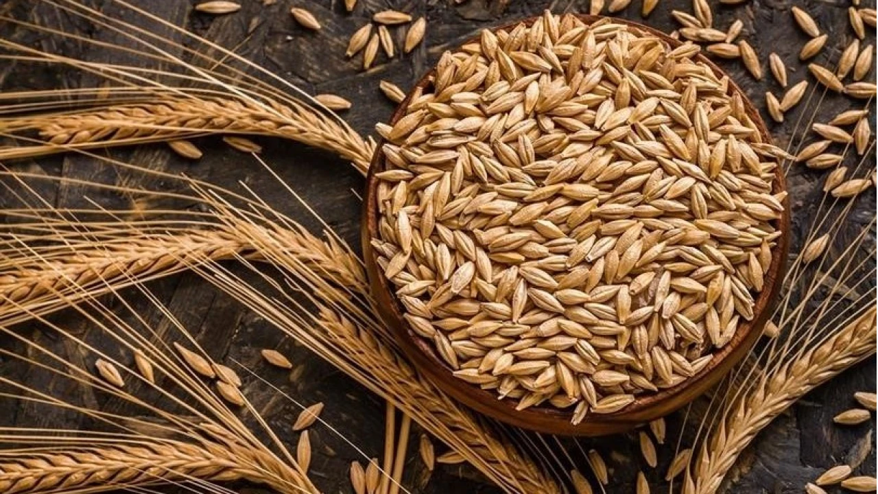 Kuraklk arpa ekimini artrd