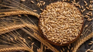 Kuraklk arpa ekimini artrd