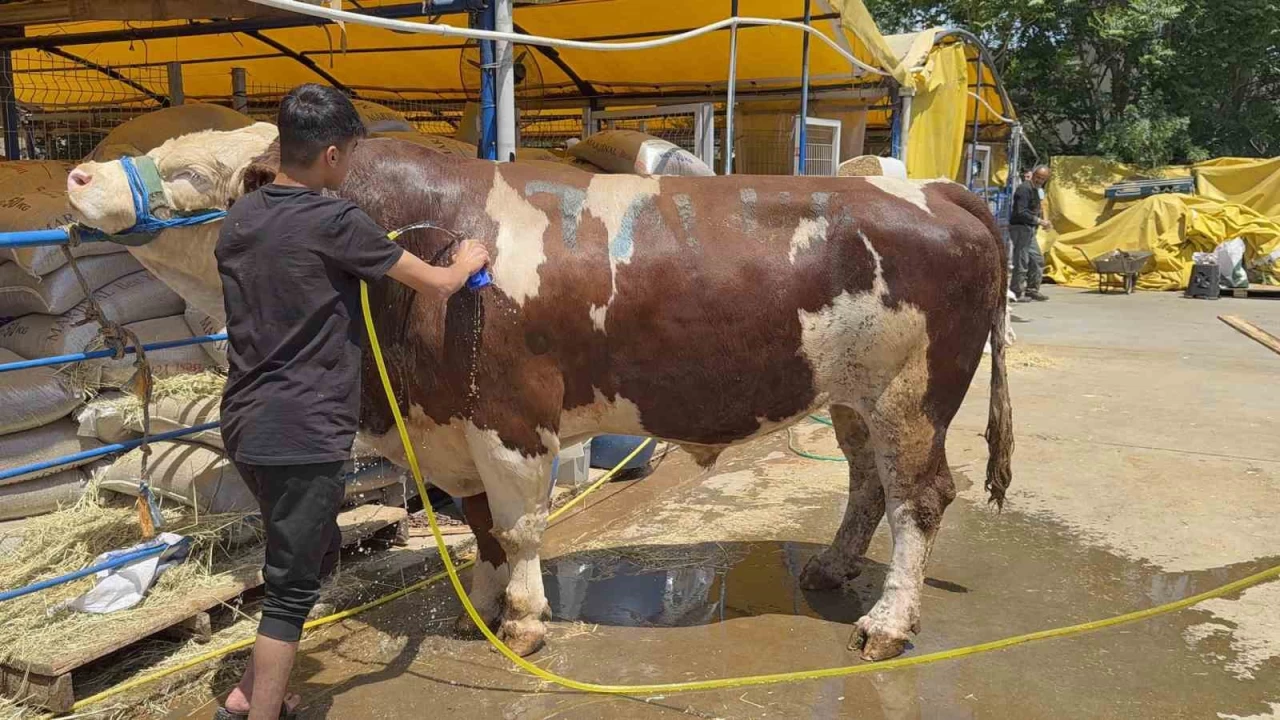 Kurban pazarının şampiyonu oldu