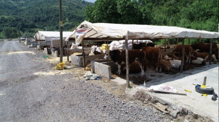 Kurbanlklar grcye kmaya balad