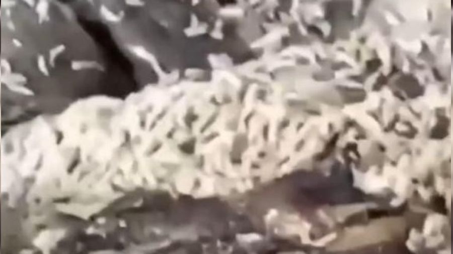 Kurtlanan işkembe işlemden geçirilip piyasaya sürülüyor mu?