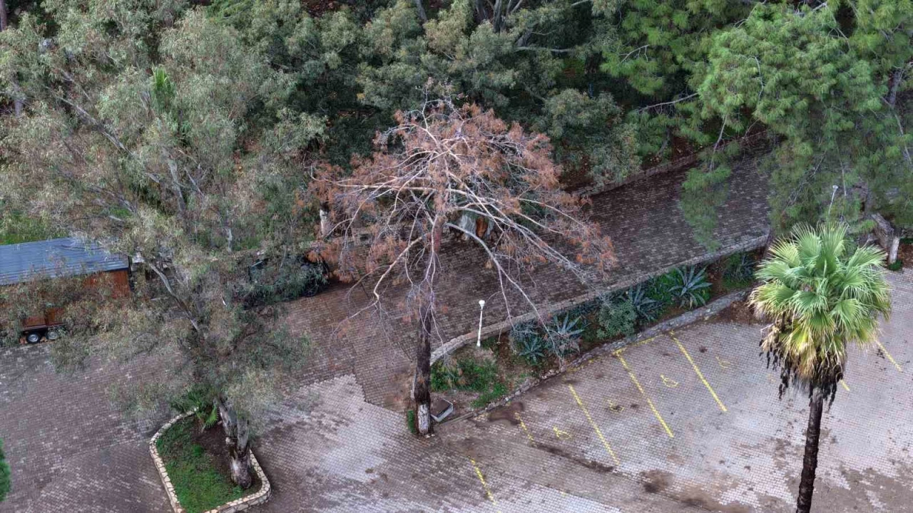 Kuruyan, risk oluşturan ve devrilen ağaçlar tespit ediliyor