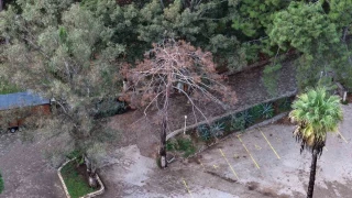 Kuruyan, risk oluturan ve devrilen aalar tespit ediliyor