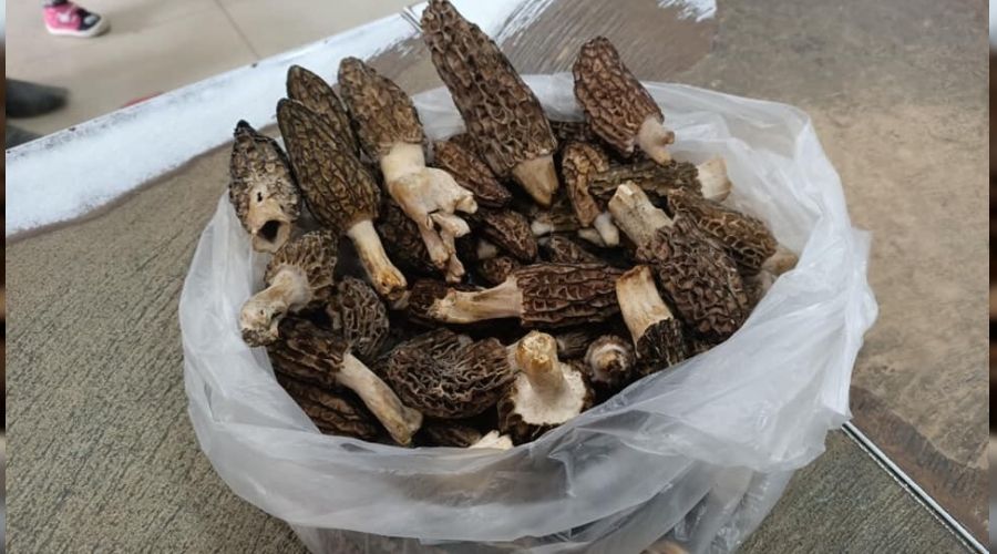 Kuzug�be�i, kilosu 100 TL'den al�c� buluyor