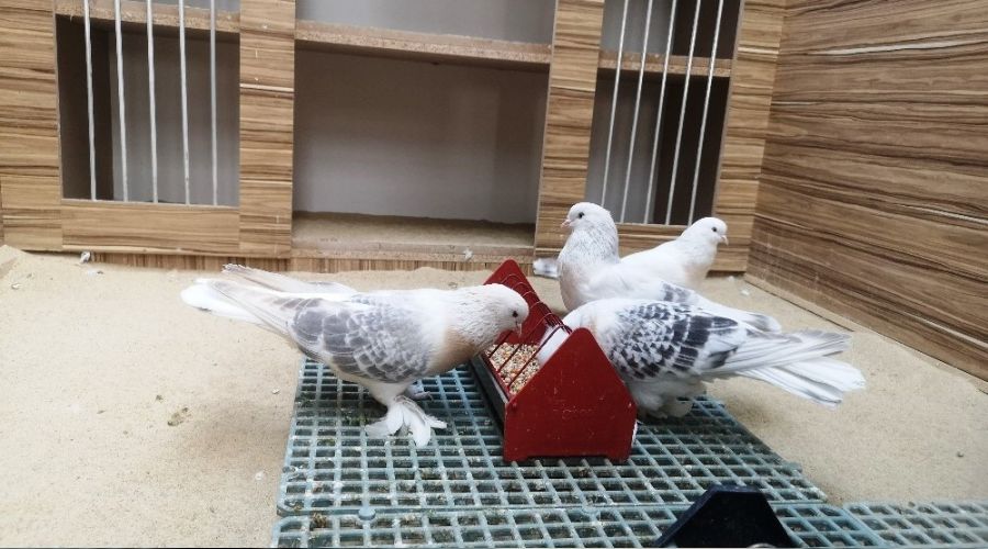 L�ks otomobil fiyat�na g�vercinlere be� y�ld�zl� otel