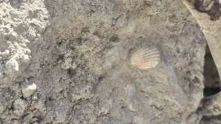 Maltepe'de çöken binanın beton örneklerinde deniz kabuğu görüldü