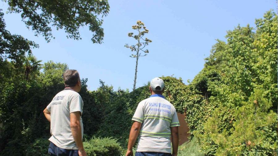 Manisa'da 'Agave' �a�k�nl���