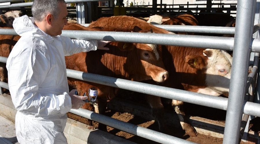 Manisa'da şap aşılama kampanyası başlıyor